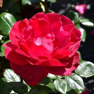 PAPWORTHS PRIDE (floribunda)